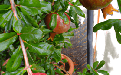 Albero di melograno: Guida ai trattamenti