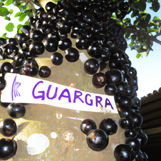 Jabuticaba: Guida Agronomica 1 Jabuticaba: Guida Agronomica