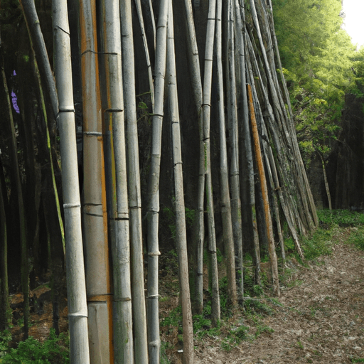 Coltivazioni bambu: Guida definitiva 1 Coltivazioni bambu: Guida definitiva
