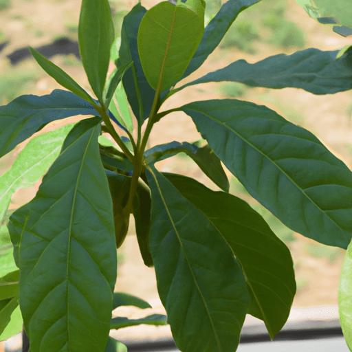 Avocado pianta: Tutto quello che devi sapere 1 Avocado pianta: Tutto quello che devi sapere