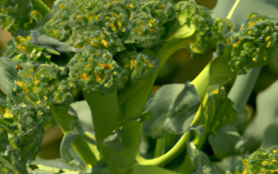Pianta broccoli: quello che devi sapere per coltivarla