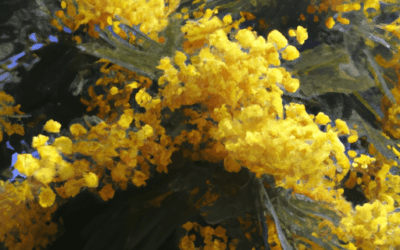 Mimosa albero: Guida Agronomica
