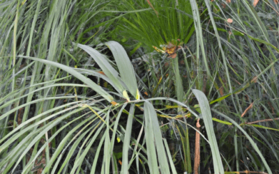 Papiro pianta: tutto quello che devi sapere