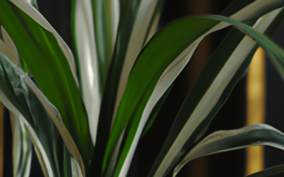 Dracena marginata cura: rimedi agronomici