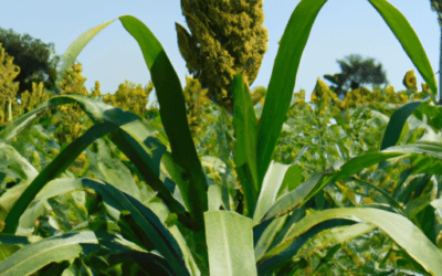 Sorgo pianta: Guida definitiva