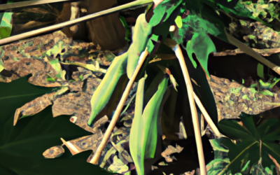 Pianta di papaya: come coltivarla e trattarla