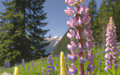 Lupini concime: Guida definitiva
