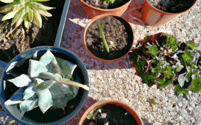 Concime per piante grasse: Guida definitiva