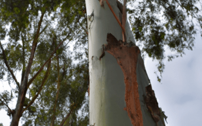 Eucalipto: l’Albero, le Specie e Come Coltivarlo