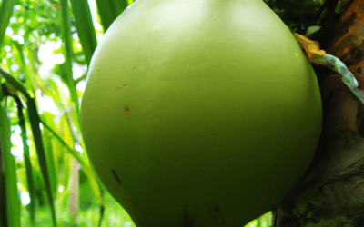 Cocomero asinino: Guida Agronomica