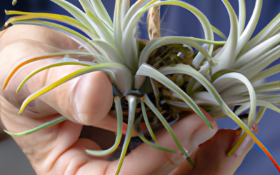 Tillandsia cura: rimedi e prevenzione – Guida