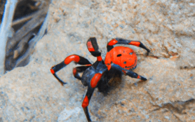 Acaricidi ragnetto rosso: Guida completa