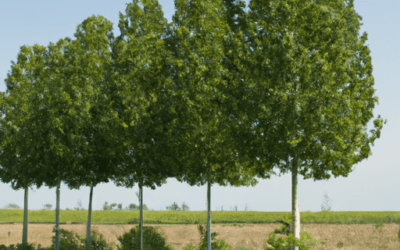 Pioppo nero: Guida Agronomica