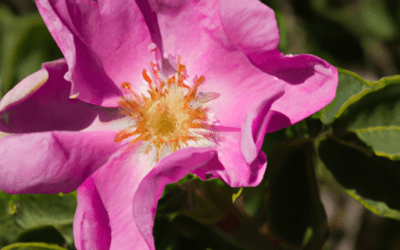 Rosa di gerico: Guida Agronomica