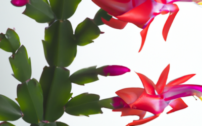 Schlumbergera truncata: cachtus di natale – Guida