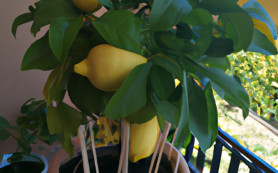 Foglie gialle limone: cosa significa? Rimedi