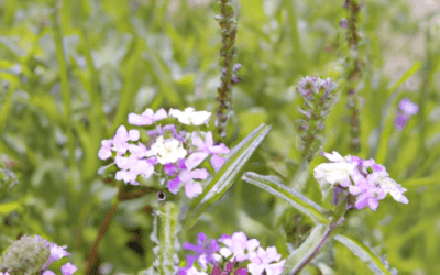 Verbena officinalis: Guida Agronomica