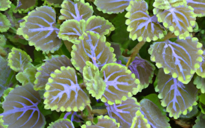 Plectranthus coleoides: Guida Agronomica
