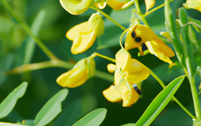 Senna pianta: Guida Agronomica