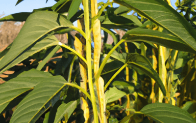 Sesamo pianta: Guida Agronomica
