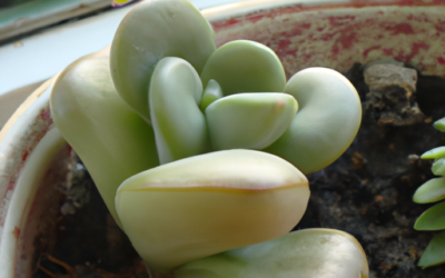 Pachyphytum oviferum: Come coltivarla?
