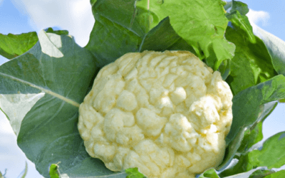 Cavolaia: Guida agronomica