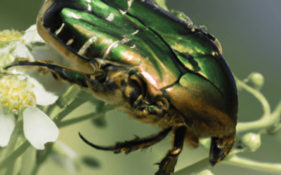 Cetonia aurata: Guida Agronomica Completa alla Gestione del Coleottero Dorato