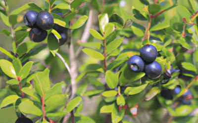 Pianta mirto: Guida Agronomica