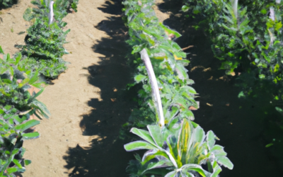 Lupini macinati: usi in agricoltura – guida