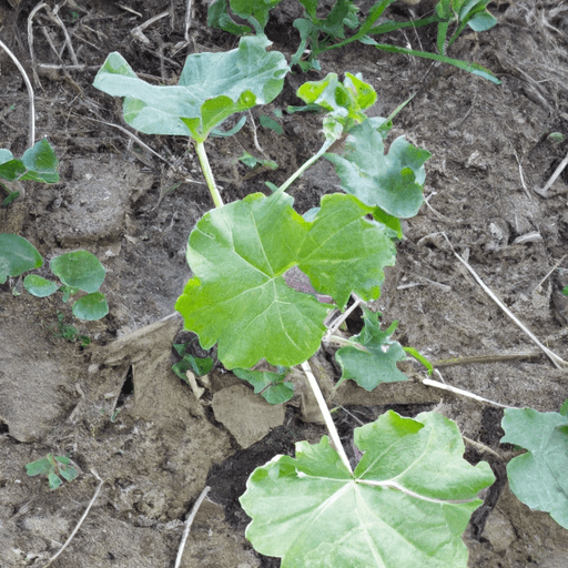 Pianta della miseria: guida agronomica completa 1 Pianta della miseria; guida agronomica