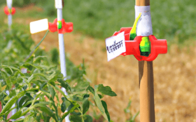 Fitoregolatori per pomodori: Guida completa