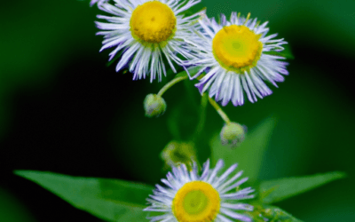 Erigeron canadensis: Guida completa aggiornata