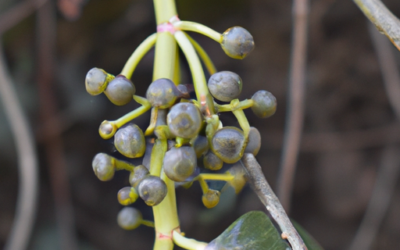 Smilax aspera: che cos’é? Guida completa