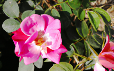 Pianta pepe rosa: come coltivarla e trattarla