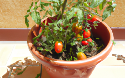 Pomodori in vaso: Come coltivarli? Guida