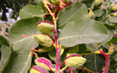 Pianta di pistacchio: Tutto quello che devi sapere