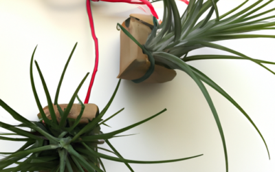 Tillandsia cura: 10 rimedi pratici