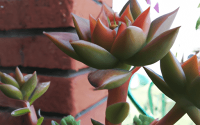 Piante grasse da esterno che fioriscono – Agrimag
