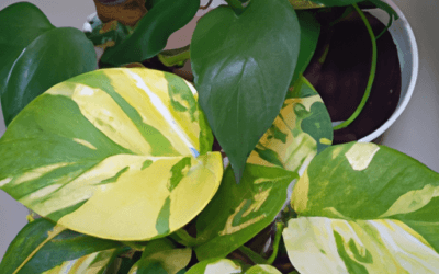Epipremnum aureum: Tutto quello che devi sapere