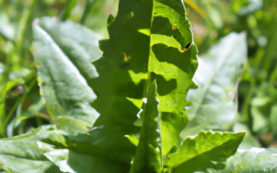 Ombelico di venere: Guida Agronomica