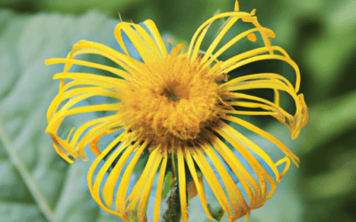 Inula viscosa: Guida Agronomica