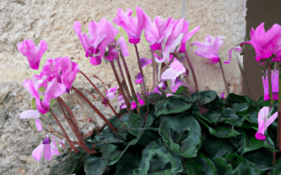Concime per ciclamini: Guida definitiva