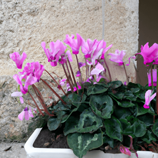 Concime per ciclamini: Guida definitiva
