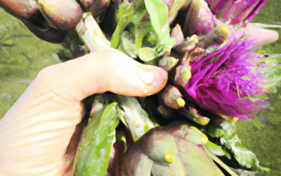Carciofi selvatici: come trattarli? Guida