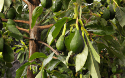 Coltivare Avocado in Italia: Guida all’Albero di Avocado