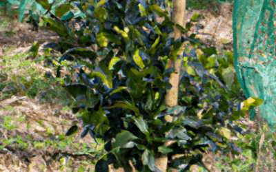 Chinotto pianta: Guida Agronomica