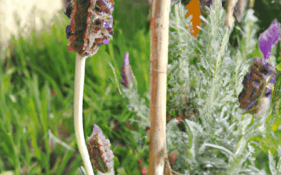 Lavandula stoechas: Guida Agronomica