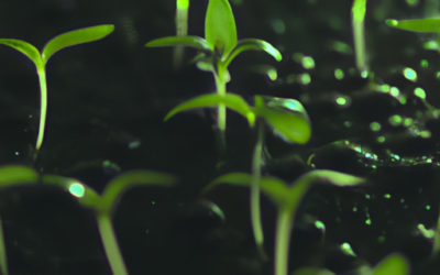 Semina spinaci: quando il periodo migliore?