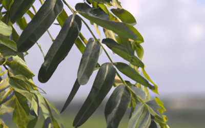 Pianta di acacia: Come coltivarla e trattarla