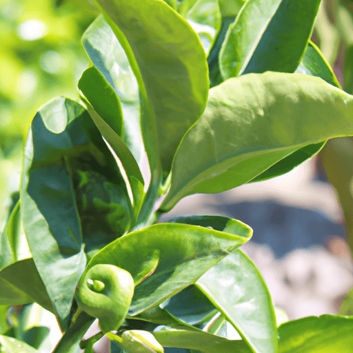 Chinotto pianta: Guida Agronomica 1 Chinotto pianta: Guida Agronomica